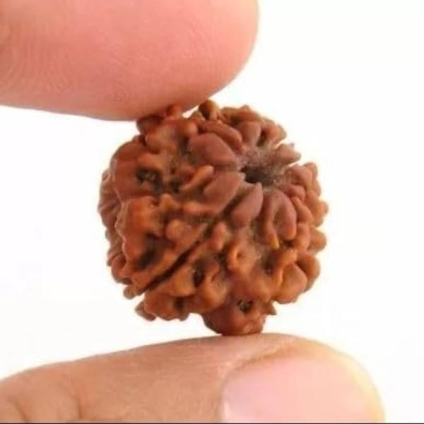 Ek Mukhi Rudraksha